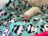 chłopiec - 1 tydzień